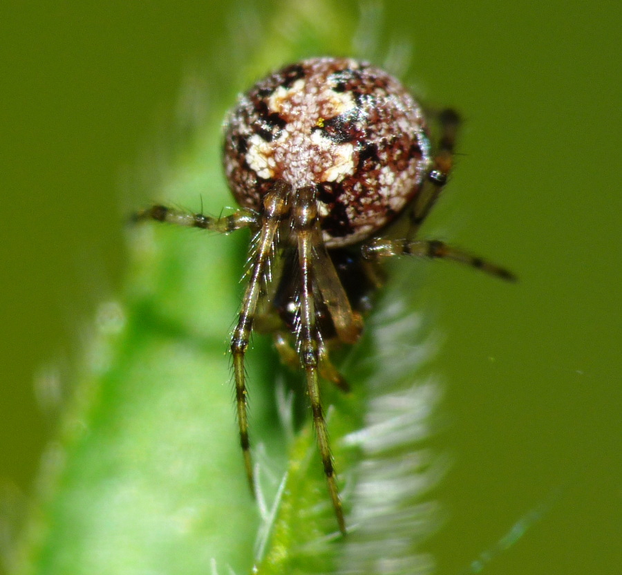 Theridion sp.